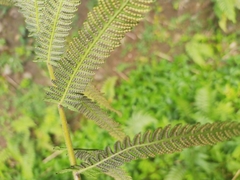 Christella acuminata