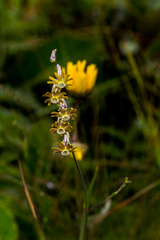 Silene burchellii