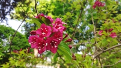 Weigela florida