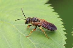 Halictus parallelus
