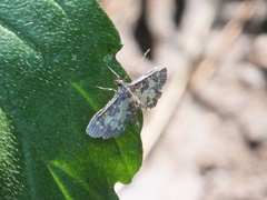 Eurrhyparodes bracteolalis