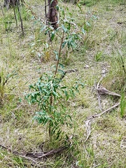 Hakea salicifolia
