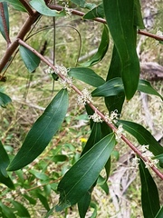 Hakea salicifolia