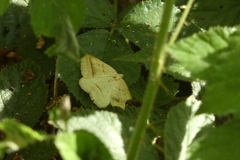 Petrophora chlorosata