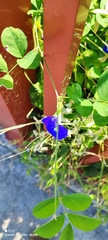 Clitoria ternatea