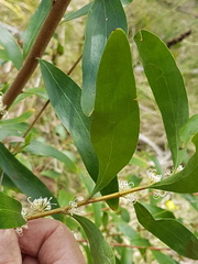 Hakea salicifolia