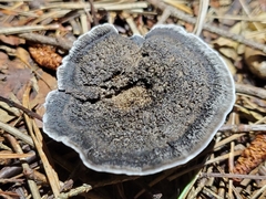 Phellodon niger