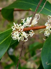 Hakea salicifolia