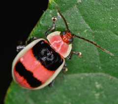 Oedionychina