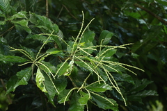 Lithocarpus
