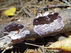 Trichaptum subchartaceum