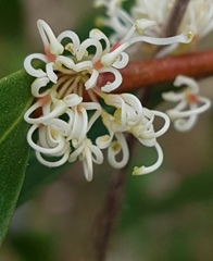 Hakea salicifolia