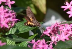 Macroglossum pyrrhosticta
