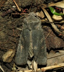 Lithophane antennata