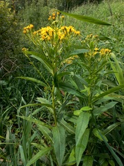 Senecio sarracenicus
