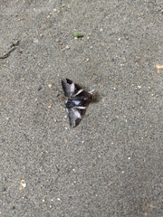 Melipotis perpendicularis