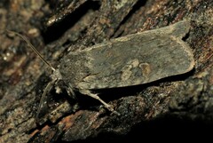 Lithophane antennata