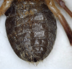 Solifugae