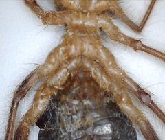 Solifugae