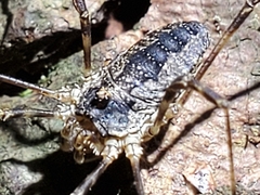Odiellus pictus