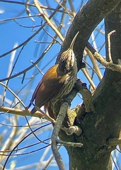 Lepidocolaptes angustirostris