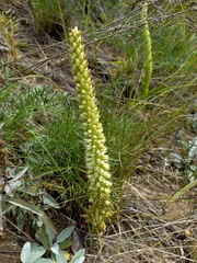 Orostachys spinosa
