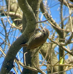 Lepidocolaptes angustirostris