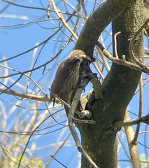 Lepidocolaptes angustirostris