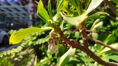 Edgeworthia chrysantha