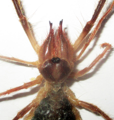 Solifugae