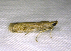 Phycitodes reliquellum