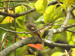 Phoenicurus auroreus