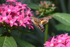 Macroglossum pyrrhosticta