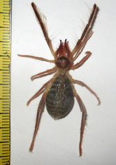 Solifugae