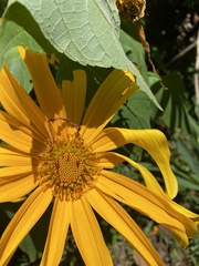 Tithonia