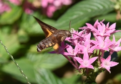 Macroglossum pyrrhosticta