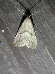 Hypenodes caducus