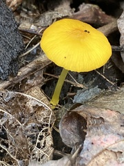 Pluteus chrysophlebius
