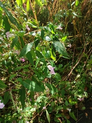 Impatiens glandulifera