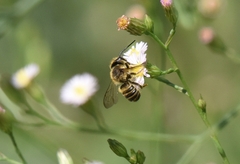 Megachile