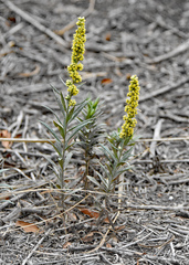 Reseda luteola