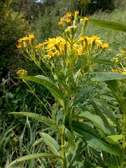 Senecio sarracenicus