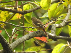 Phoenicurus auroreus