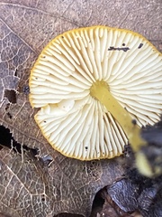 Pluteus chrysophlebius