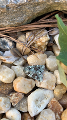 Lacinipolia laudabilis