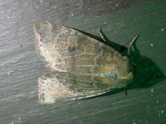 Anathix puta