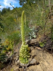 Orostachys spinosa