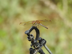 Sympetrum striolatum imitoides