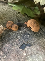 Hypoxylon fragiforme