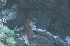 Terpsiphone atrocaudata